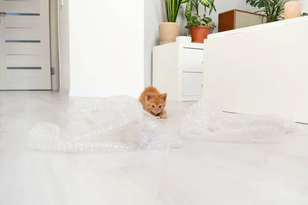 小红猫在明亮的公寓里玩泡沫包裹和绳子游戏 — 图库照片