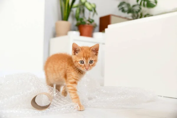 明亮公寓里的小红猫 — 图库照片