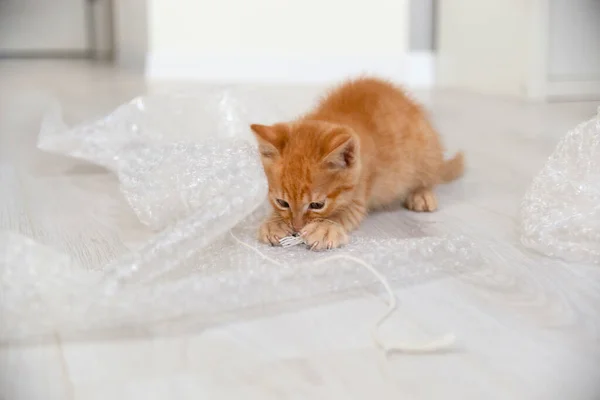 小红猫在明亮的公寓里玩泡沫包裹和绳子游戏 — 图库照片