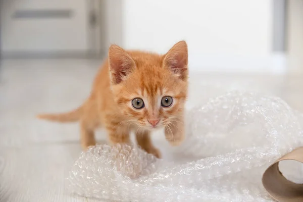 小红猫在明亮的公寓里玩泡泡包游戏 — 图库照片
