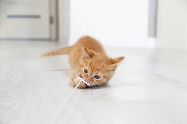 Small Red Kitten Plays Rope Bright Apartment — Stock Photo, Image