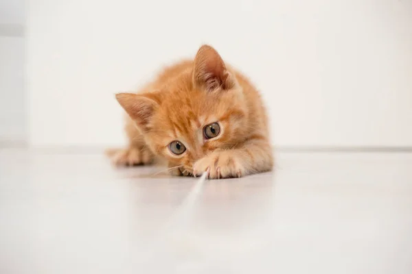 Small Red Kitten Plays Rope Bright Apartment Copy Space — Stock Photo, Image