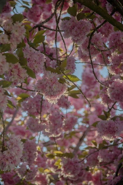 Florescente Sakura Árvore Ramos Fundo Cores Suaves — Fotografia de Stock