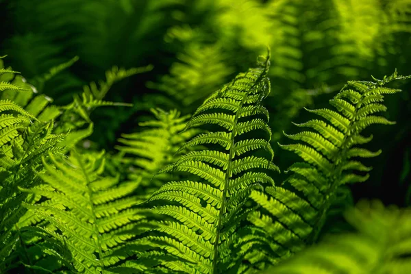 Zielone Liście Młodej Paproci Estetyka Roślin — Zdjęcie stockowe