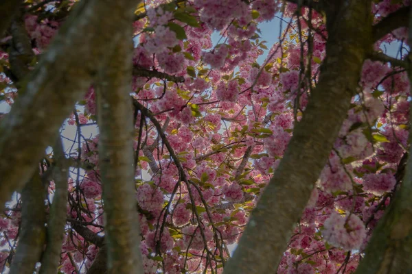 Blommande Träd Grenar Bakgrund Mjuka Färger Filmisk Effekt — Stockfoto