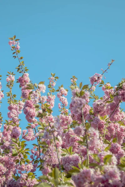Ramos Sakura Florescentes Fundo Azul Céu Primavera Espaço Cópia — Fotografia de Stock