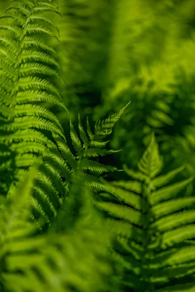 양치식물의 초록색 잎입니다 식물의 미학적 — 스톡 사진