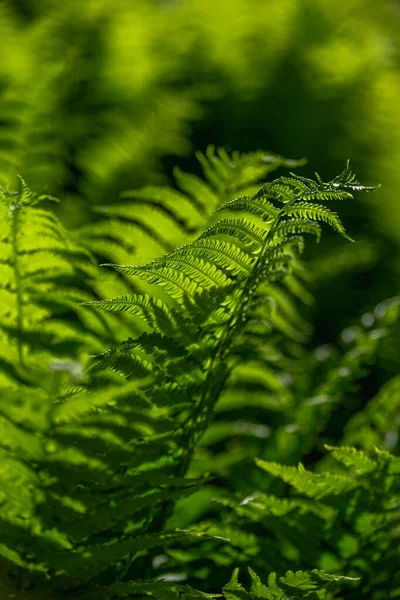 若いシダの緑の葉 植物美学的背景 — ストック写真