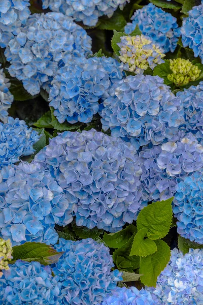 Niebieski Hortensja Tło Kwiatami Zielonymi Liśćmi — Zdjęcie stockowe