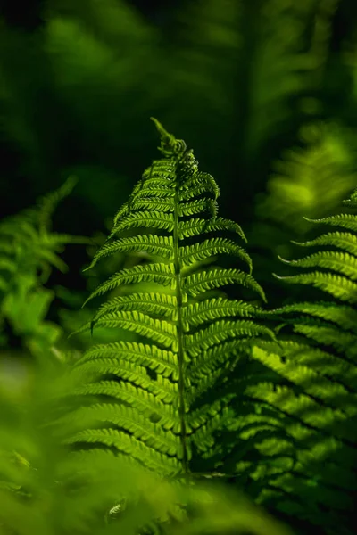 stock image Green leaves of a young fern. Plants aesthetics background.