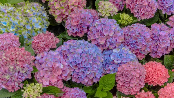 Rosafarbener Und Blauer Hortensienhintergrund Mit Blumen Und Grünen Blättern — Stockfoto