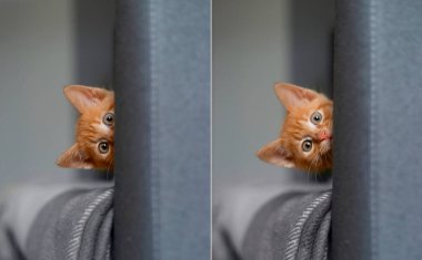 Kırmızı kedi yavrusu kanepenin arkasından bakıyor. Kolaj fotoğrafı.