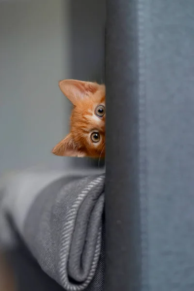 Red kitten pet looks from behind sofa.