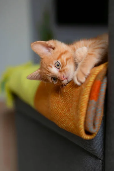 Rotes Kätzchen Lag Träumend Auf Sofa — Stockfoto