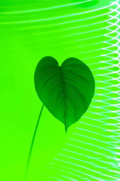 Monstera leaf in neon green lighting.