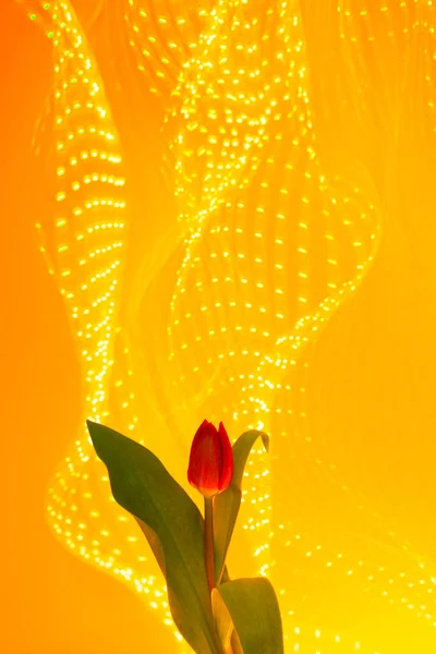 Tulip on background of neon yellow festive lights.