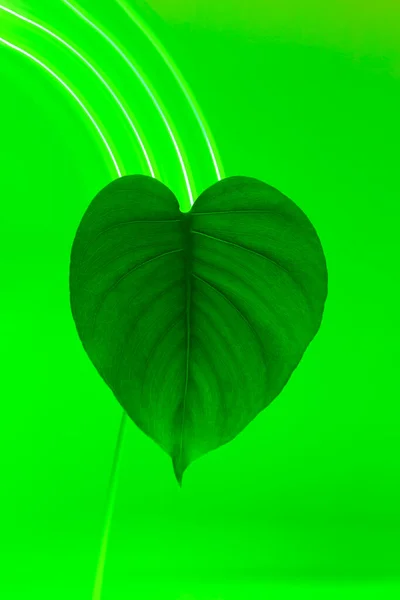 Monstera leaf in neon green lighting.
