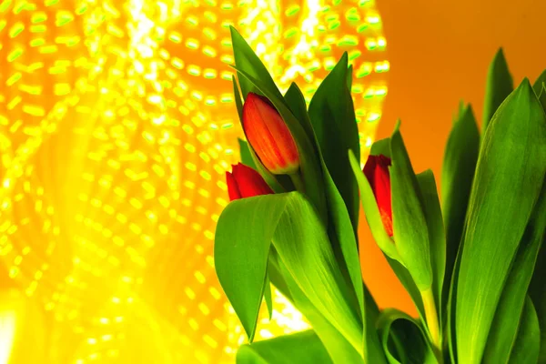 Tulips on background of neon yellow festive lights.