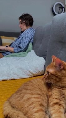 Evde kırmızı kediyle dizüstü bilgisayarda çalışan bir kadın..