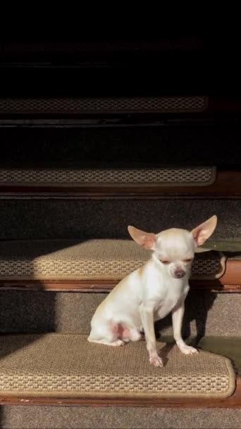 Mały Pies Chihuahua Cieszący Się Słońcem Domu — Wideo stockowe