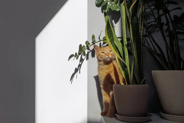家养红猫 靠近室内盆栽中的绿色植物 带有复制空间的背景 — 图库照片