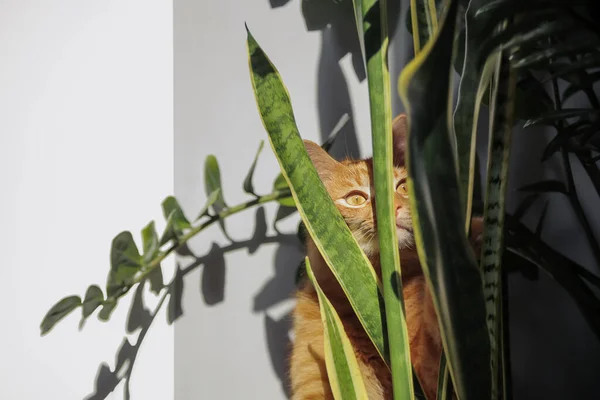 Huiselijke Rode Kat Verbergen Groene Planten Potten Het Interieur — Stockfoto