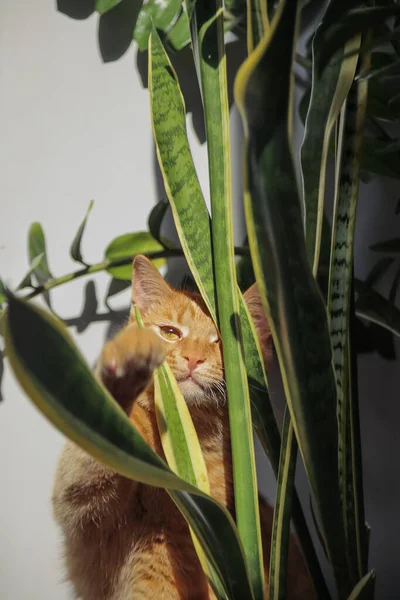 屋内のポットで緑の植物と遊ぶ国内の赤い猫 — ストック写真