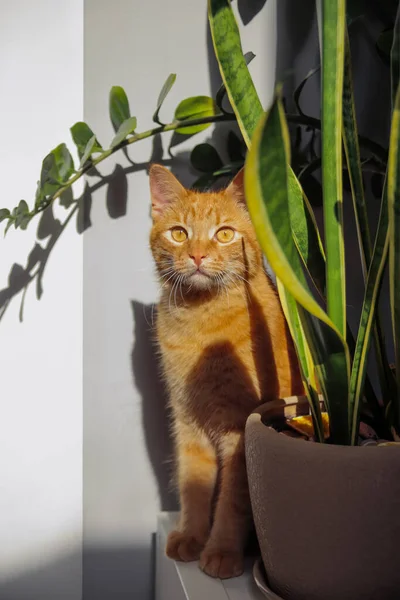 屋内のポットの緑の植物の近くに国内の赤猫 — ストック写真