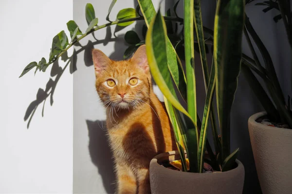 Rote Hauskatze Der Nähe Grüner Pflanzen Töpfen Inneren — Stockfoto
