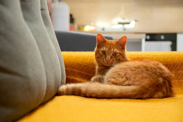 노란색 소파에서 고양이와 — 스톡 사진