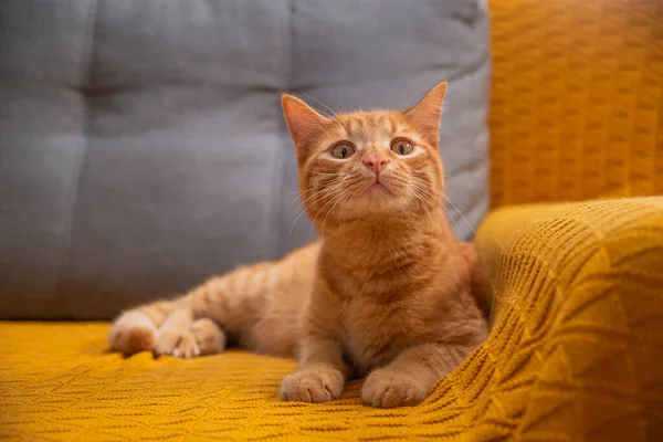 Kalme Nieuwsgierige Rode Kat Gele Grijze Bank Thuis — Stockfoto