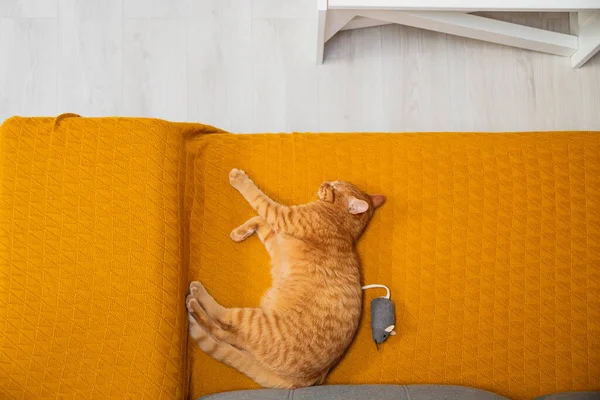 고양이는 집에서 장난감 생쥐와 노란색 소파에서 — 스톡 사진