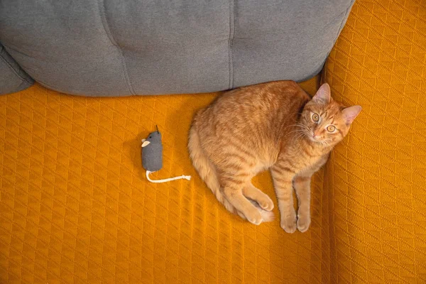 침대에 고양이와 장난감 생쥐가 위에서 — 스톡 사진