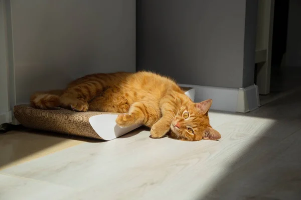 Entspannte Rote Katze Auf Scratcher Pad Hause — Stockfoto
