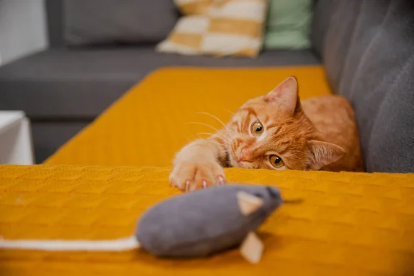 고양이와 장난감 생쥐가 소파에서 — 스톡 사진