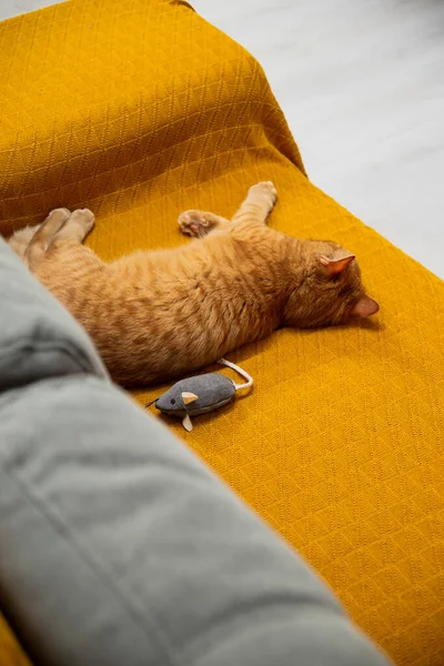 Rote Katze Schläft Auf Gelbem Sofa Mit Spielzeugmaus Hause — Stockfoto