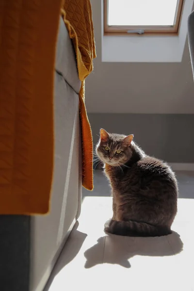 Graue Katze Sonnenlicht Hause — Stockfoto
