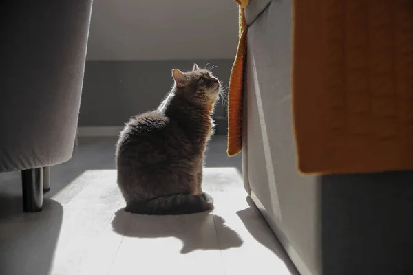 집에서 햇볕을 고양이 — 스톡 사진