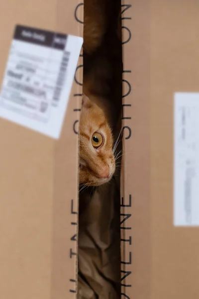 猫在盒子里 交付和移动概念 — 图库照片