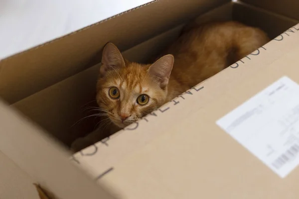 猫在盒子里 交付和移动概念 — 图库照片