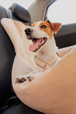 Dili sallanan neşeli bir köpek, arabada giderken evcil hayvan koltuğu kılıfında rahatça oturur. Güneş pencerelerden parlıyor, iç mekanı aydınlatıyor..