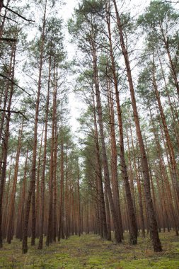 Sonbaharda Çam Ormanı
