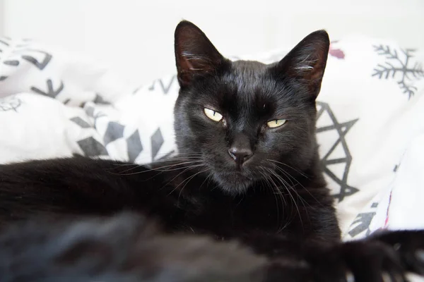 Czarny Kot Spoczywa Łóżku Kołdrze — Zdjęcie stockowe