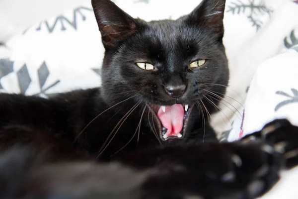 Gato Negro Bostezando Mientras Descansa Cama —  Fotos de Stock