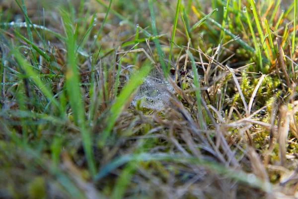 Spinnennetz Gras Auf Einer Wiese — Stockfoto