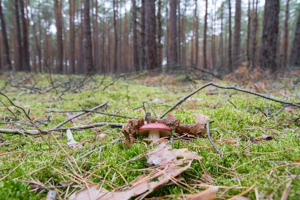 Champignon Russula Poussant Dans Une Forêt — Photo