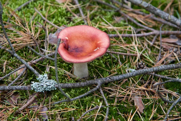 Russula Cogumelo Crescendo Uma Floresta — Fotografia de Stock