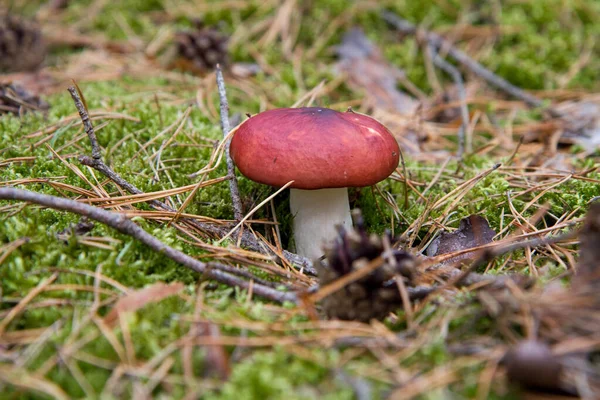 Russula Pilz Wächst Einem Wald — Stockfoto