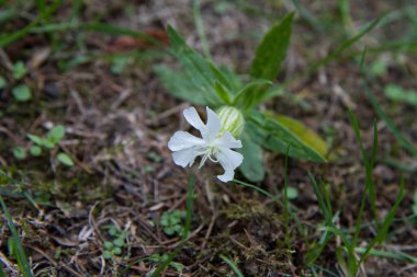 Beyaz campion (Silene latifolia) bir çayırda çiçek açar.