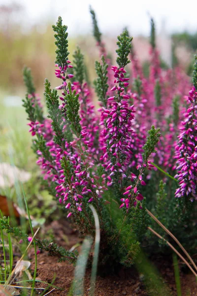 Common Heather Blooming Garden — Stock Photo, Image